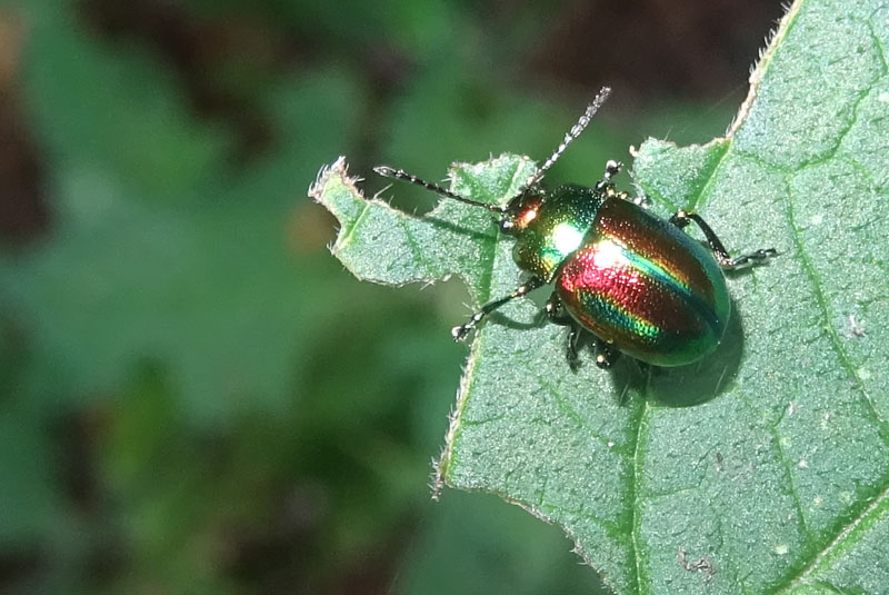 Chrysolina fastuosa, Chrysomelidae